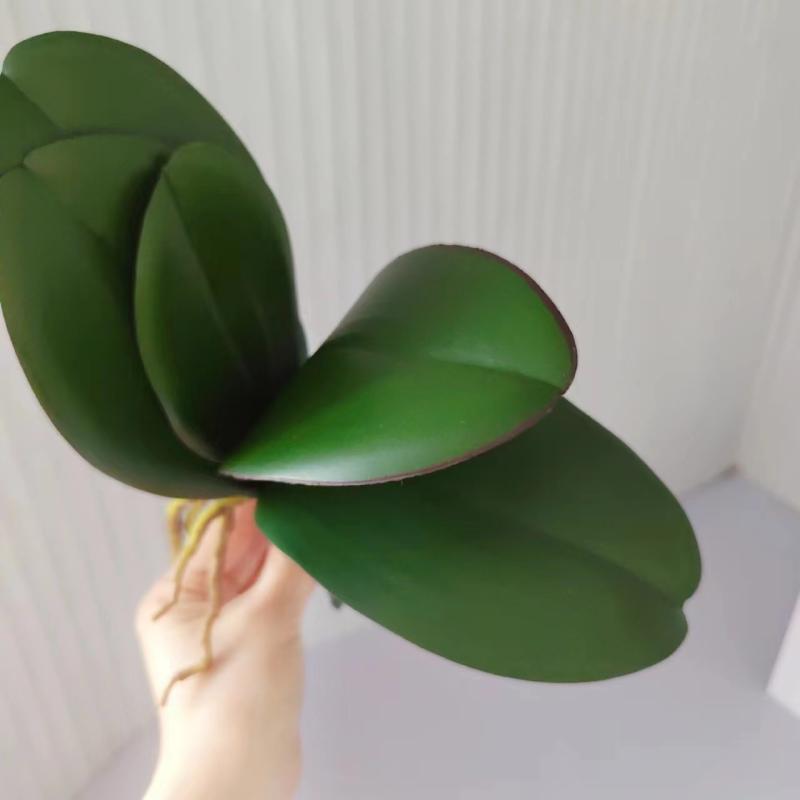 ・カラー: 胡蝶蘭の葉一枚
