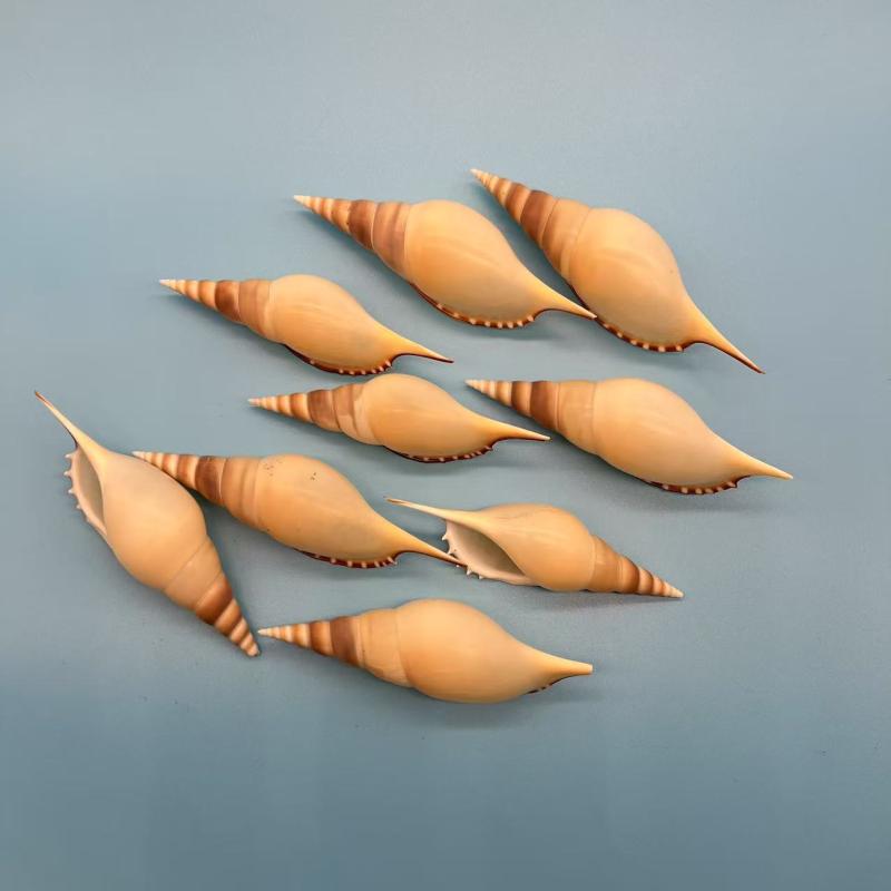 ・サイズ: 9-12cm