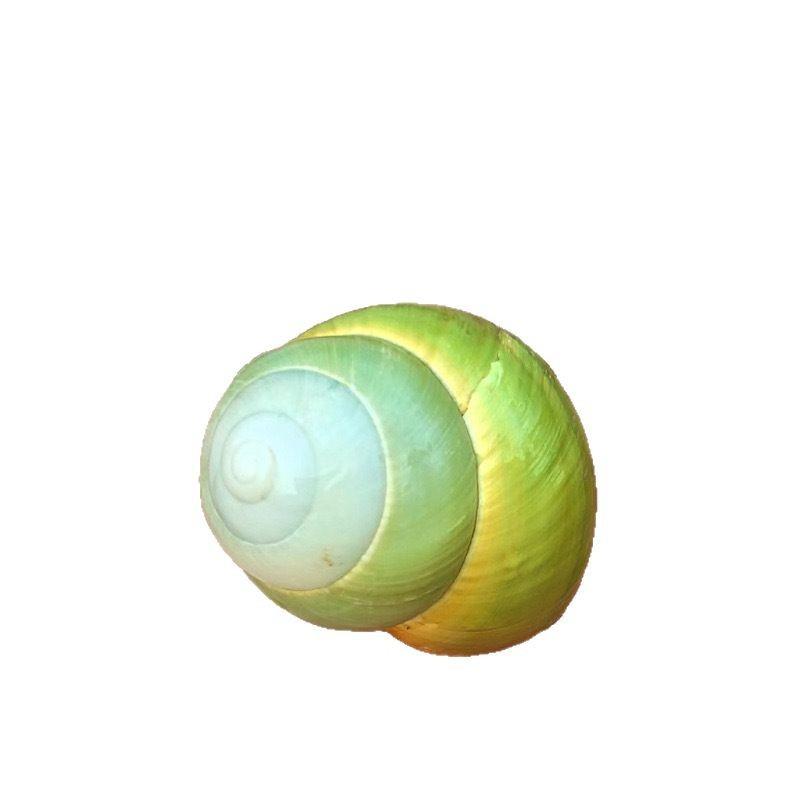 アクアリウム用品 天然 貝殻 巻き貝 蝸牛シェル 約4-6cm 多サイズ 様々な種類 地中海風 ヤドカリ 住み替え用 水槽 レイアウト 飾り 装飾 オブジェ 標本 コレクション 観賞用