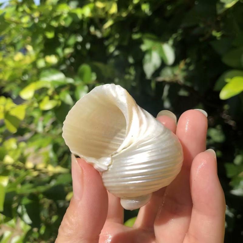アクアリウム用品 天然 白色 半剥き巻貝 ヤドカリ用 貝殻 交換シェル 水槽レイアウト 装飾 オブジェ 隠れ家
