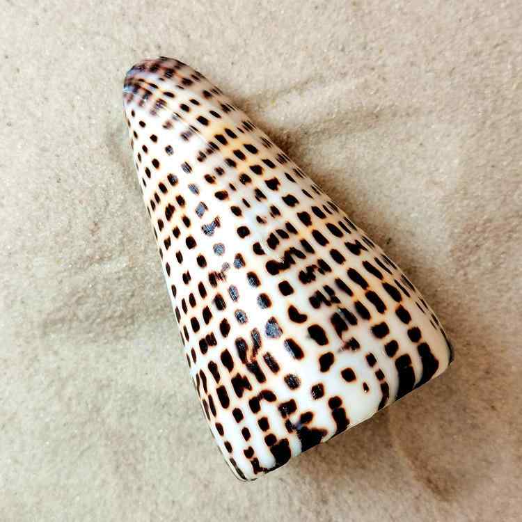 ・カラー展開: 白玉米螺、蛇皮玉米螺・主な素材: 海螺・サイズ展開: 5-6cm、6-7cm、7-8cm、8-9cm・スタイル: 軽奢・加工方法: 研磨・適用祝日: 父の日、母の日、元旦、七夕、ハロウィン、イースター、こどもの日