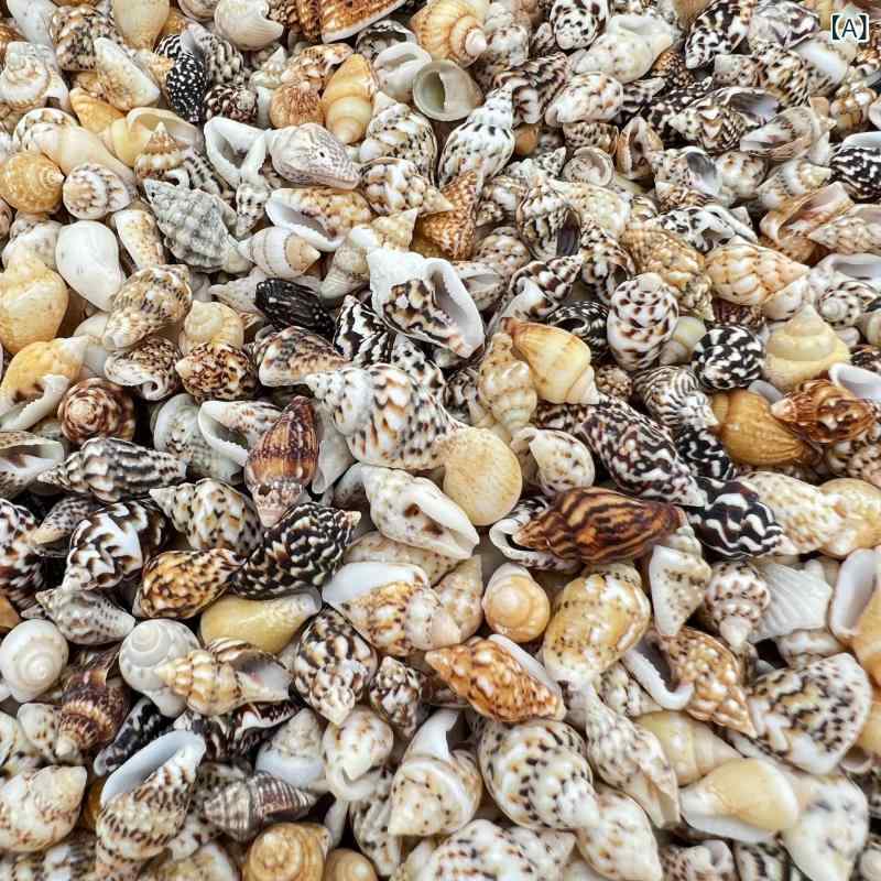 セキュアデポのアクアリウム 水槽用 装飾品 天然 貝殻 巻貝 ヒトデ ヤドカリ 寄居蟹 レイアウト デコレーション 手作り 材料 キット 地中海風 観賞魚 景観作り インテリア オブジェ｜アングル2