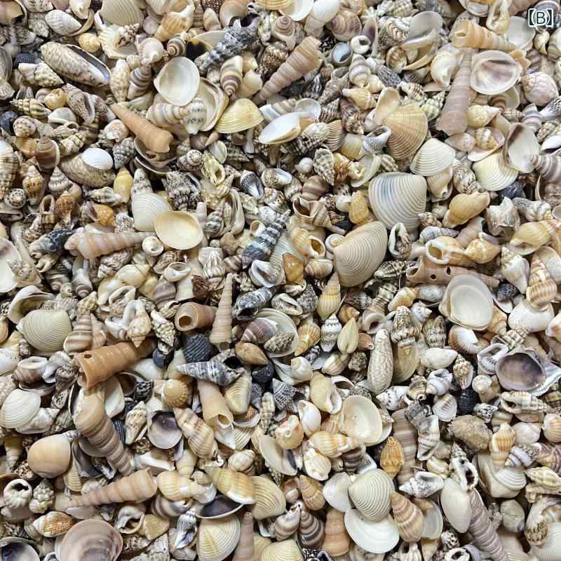 セキュアデポのアクアリウム 水槽用 装飾品 天然 貝殻 巻貝 ヒトデ ヤドカリ 寄居蟹 レイアウト デコレーション 手作り 材料 キット 地中海風 観賞魚 景観作り インテリア オブジェ｜アングル3