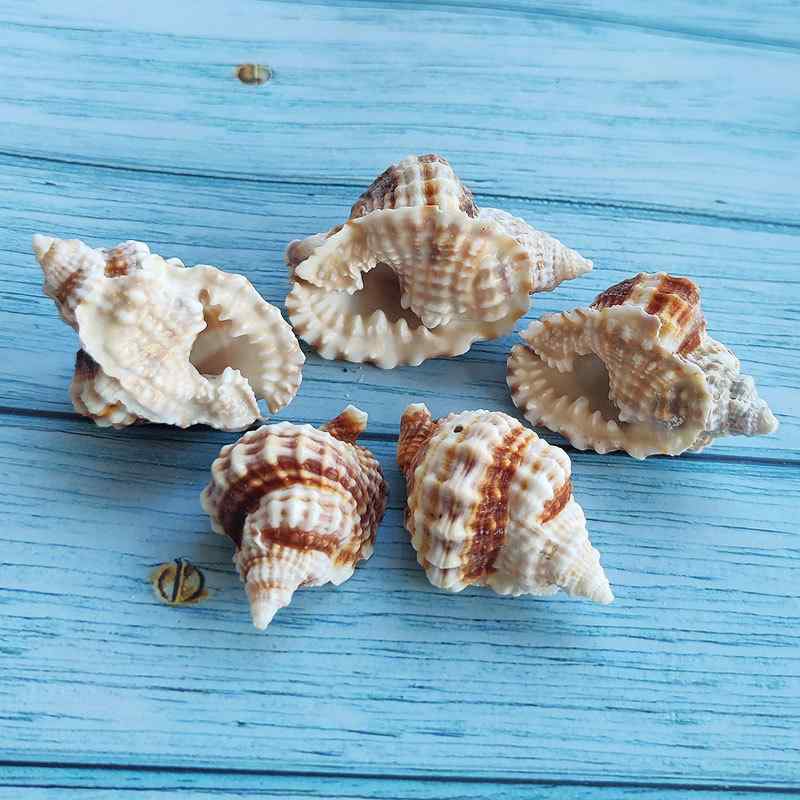 ・主な素材: 巻き貝・サイズ: 扭法螺 5-6cm・スタイル: 地中海風・製法: 天然素材・用途: 旅行記念品・適用祝日: バレンタインデー、七夕、こどもの日