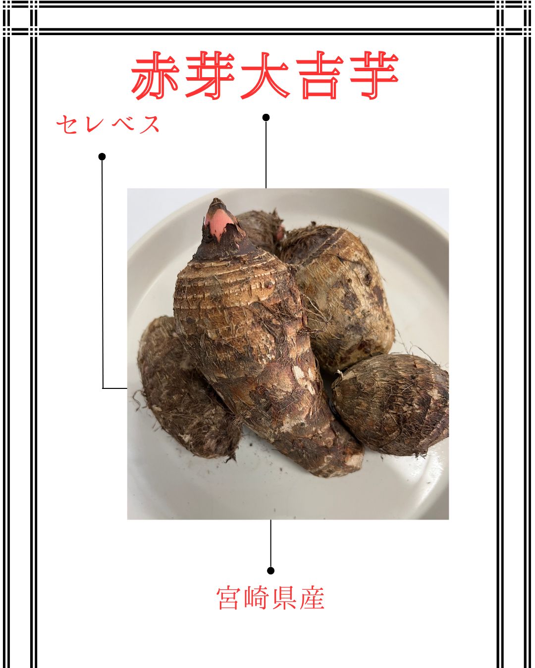 楽天市場】里芋 種芋 赤目大吉の通販