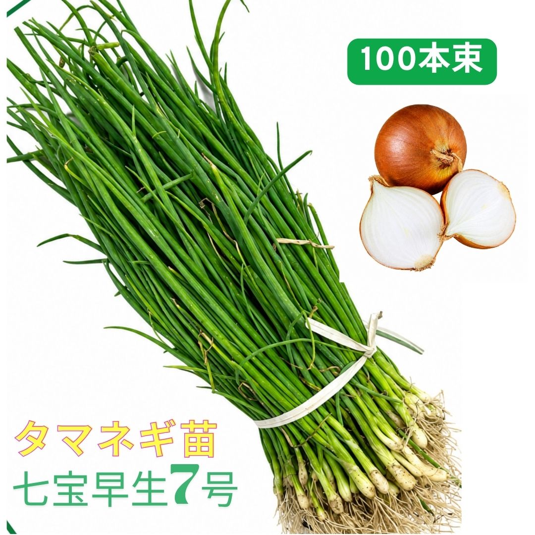 楽天市場】七宝 たまねぎの通販