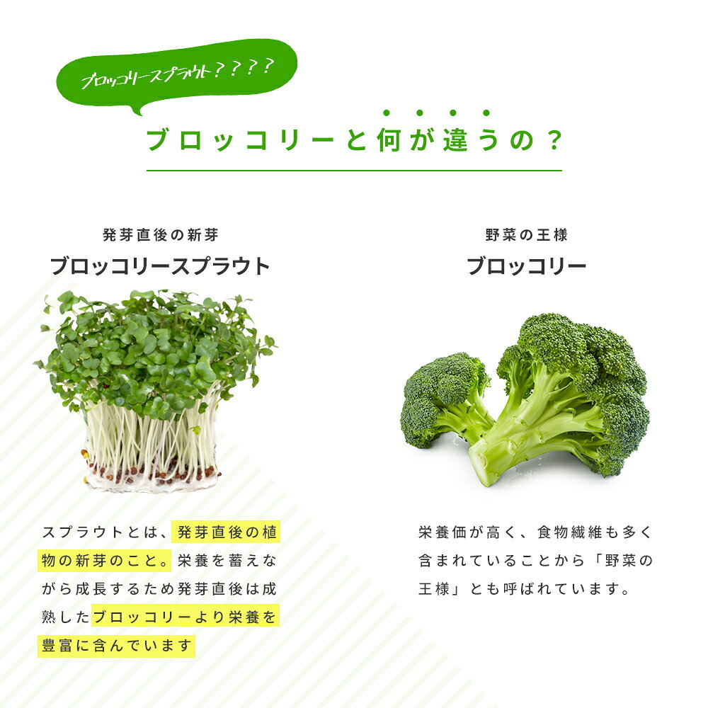 【9/26~10/3まで★タイムセールで598円】ブロッコリースプラウト 約1ヶ月分 サプリ サプリメント 健康 女性 ダイエット スルフォラファン スーパーフード ブロッコリー スプラウト すっきり 栄養補給 seedcoms-10007195 サプリ専門SHOP シードコムス サンプル画像3