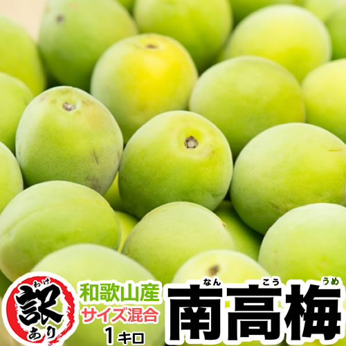 【10kg以上送料無料】★訳あり(色混/傷等)★紀州和歌山産　紀州南高梅　1kg　サイズS〜3Lまたはサイズ混合　産地直送【梅酒、梅チューハイ、梅ジュース、梅シロップ、梅干、青梅】