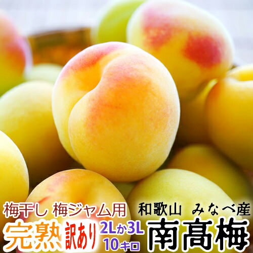 ※訳あり※ 完熟・青梅 紀州みなべ産 南高梅 サイズ(2L または 3L) 10kg【送料無料】和歌山より産地直送【梅干し、梅ジャム、梅ジュース、生梅】