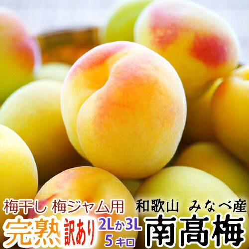 ※訳あり※ 完熟・青梅 紀州みなべ産 南高梅 サイズ(2L または 3L) 5kg【送料無料】和歌山より産地直送【梅干し、梅ジャム、梅ジュース、生梅】