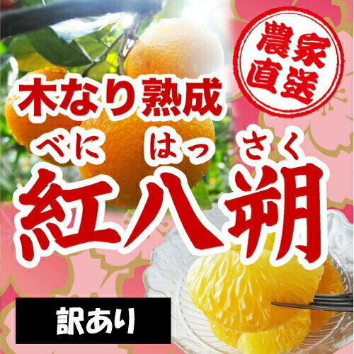 ★和歌山県由良町農家直送！★※訳あり※木成り紅八朔（べにはっさく）　10kg　2Lサイズ　キズ、その ...