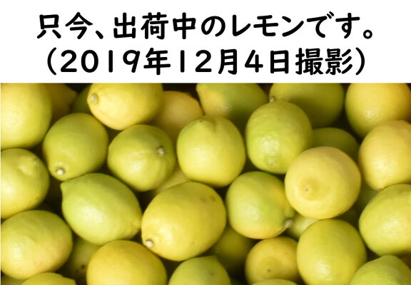 和歌山県産レモン約3kg(20玉〜30玉)サイズ混合【送料無料】国産レモン檸檬れもんグリーンレモンノーワックス防腐剤無し