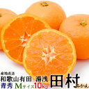 (予約)「高級 田村みかん」10kg・青秀・Mサイズ 【送料無料(北海道・沖縄以外)】紀州和歌山有田 旬の和歌山有田たむらみかん/有田みかん/みかん 10kg