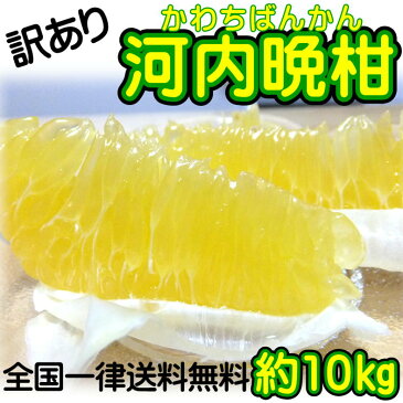 【訳あり】愛媛県産 河内晩柑 約10kg/(美生柑・宇和ゴールド)　【送料無料】和製グレープフルーツ