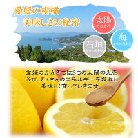 【訳あり】/愛媛県産河内晩柑約10kg/(美生柑・宇和ゴールド)【送料無料】和製グレープフルーツ