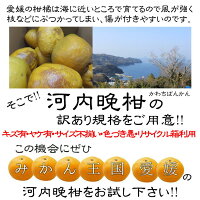【訳あり】/愛媛県産河内晩柑約10kg/(美生柑・宇和ゴールド)【送料無料】和製グレープフルーツ