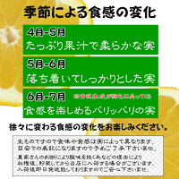 配送日指定不可:【訳あり】愛媛県産河内晩柑約10kg/(美生柑・宇和ゴールド)【送料無料】和製グレープフルーツ