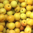 配送日指定不可【愛媛県産】七折小梅 約4kg 5月末〜6月上旬頃