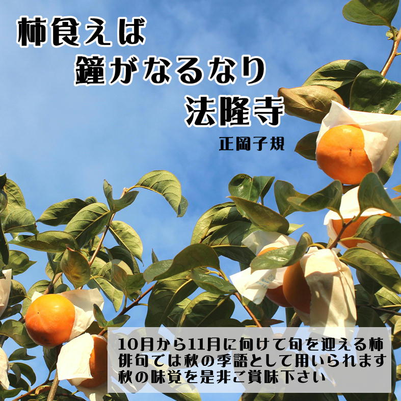 【化粧箱】愛媛県産富有柿約2.5kg【送料無料】