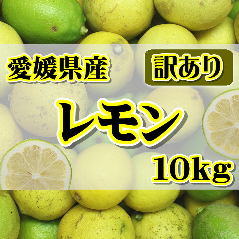 国産 レモン 約10kg　愛媛県産（れもん)北海道・沖縄別途送料1000円