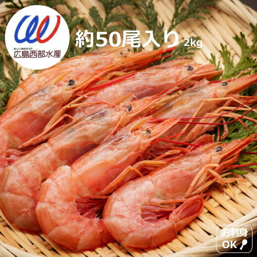 お刺身 有頭 殻付き 活海老 2kg 約50