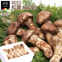 松茸 中国産 900g ~ 1kg 空港直送 生松茸 特選 業務用 一級品 選べる つぼみ & 中つぼみ (中開き)/ ひらき ミックス 送料無料 まつたけ 空輸 高級キノコ 鮮度優先 焼き松茸 天ぷら 松茸料理 旬の食材 訳あり ではない!!