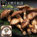 7月中下旬発送!先取り! 中国産 松茸 生松茸 特選 250g / 500g 開き 送料無料 贈答用 化粧箱 まつたけ 空輸 高級キノコ 鮮度優先 焼き松茸 天ぷら 松茸料理 旬の食材 敬老の日