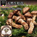 7月中下旬発送!先取り! 中国産 松茸 生松茸 特選 250g / 500g 一級品 つぼみ & 中つぼみ (中開き) ミックス 送料無料 贈答用 化粧箱 まつたけ 空輸 高級キノコ 鮮度優先 焼き松茸 天ぷら 松茸料理 旬の食材 敬老の日
