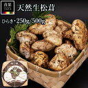 北米産 松茸 生松茸 特選 250g / 500g ひらき (開き) ミックス アメリカ産 US産 カナダ産 送料無料 贈答用 化粧箱 まつたけ 空輸 高級キノコ 鮮度優先 焼き松茸 天ぷら 松茸料理 旬の食材 敬老の日