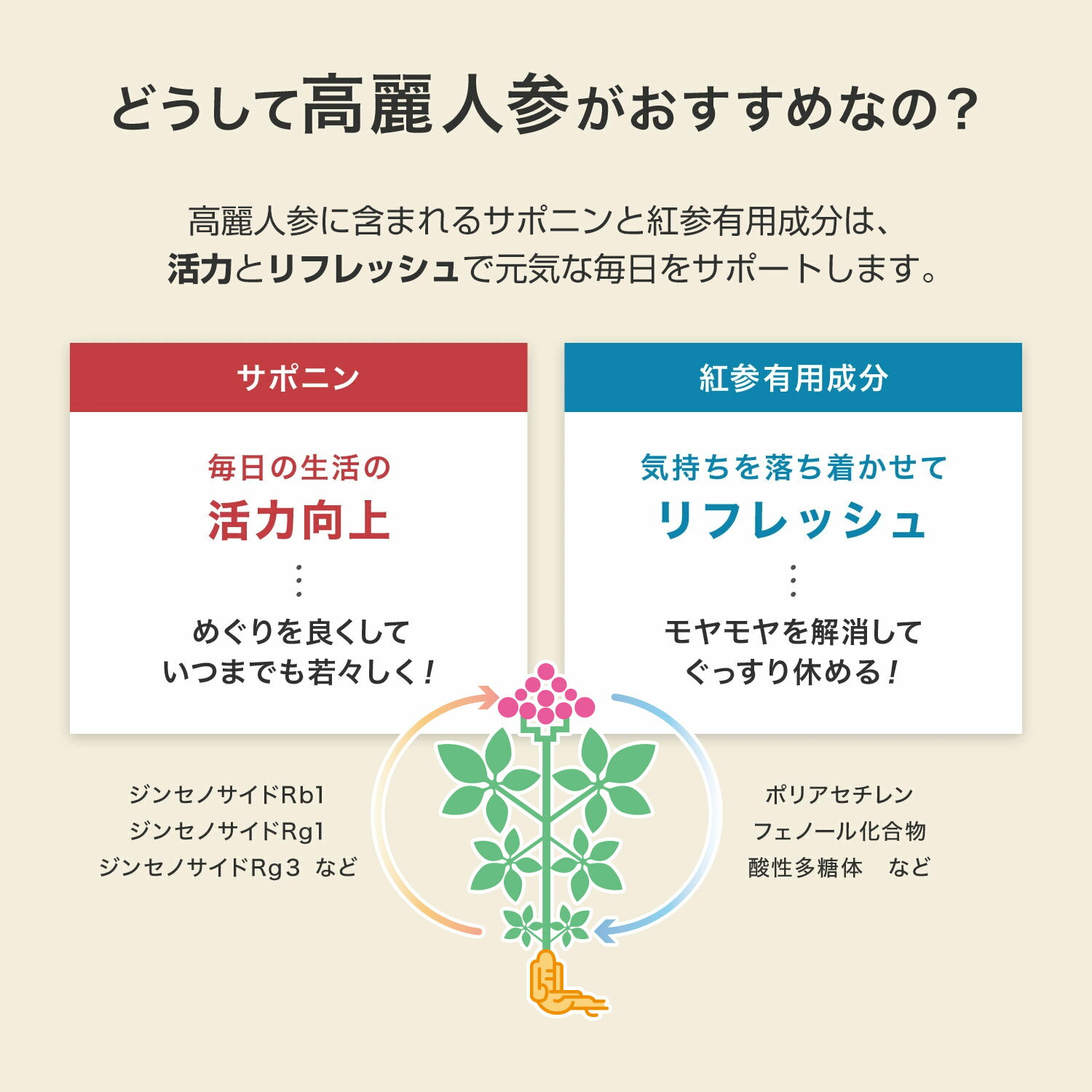 【正官庄 日本公式】 紅蔘抽出液(地)（50ml）│ 正官庄（ジョンガンジャン）紅蔘（ホンサム）6年根 サポニン 栄養豊富 高麗人参 高麗人参エキス 紅参100％ 紅参抽出液 地参 紅参エキス 植物性エキス 韓国 ギフトに最適 高麗人参パウチ 健康 美容【送料無料】 3