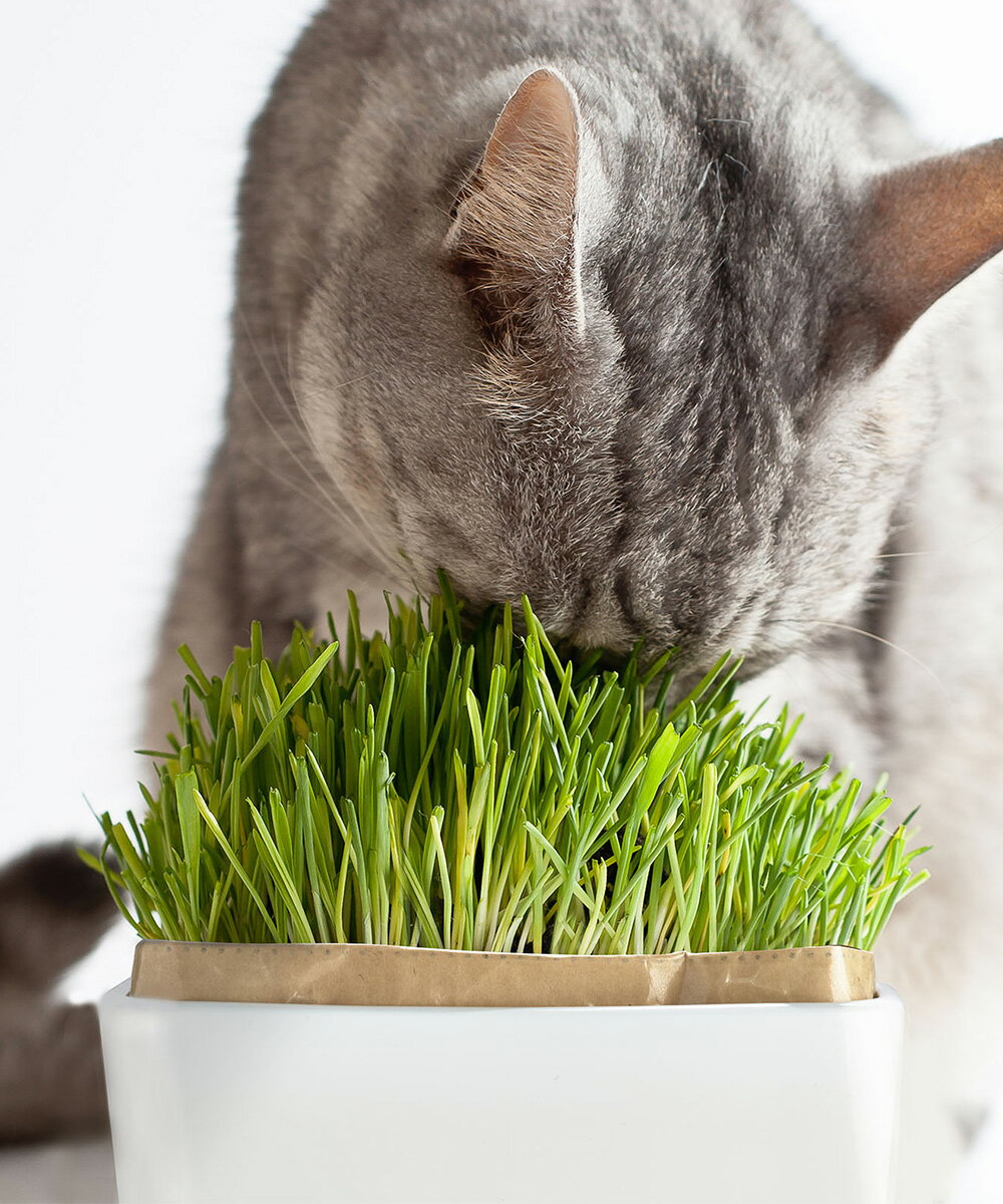 猫草栽培キットにゃんベジセットN 猫草 HARIO 日本製 有田焼 | 土いらず エン麦 猫 おやつ ペット ペット用品 ペットグッズ ペット用 餌 エサ えさ キャットフード ペットフード ねこ 猫用品 栽培キット 栽培セット 猫のおやつ 植物 フード 猫の餌 猫用おやつ 猫用 草