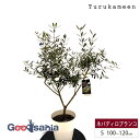 鶴亀園 オリーブの木 ネバディロブランコ Small (約100~120cm) ( オリーブ Sサイズ スモール 7号 観葉植物 鉢植え 苗木 庭木 植木 シン...