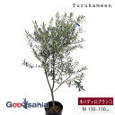 鶴亀園 オリーブの木 ネバディロブランコ Medium (約130~150cm) ( オリーブ Mサイズ ミディアム 8号 観葉植物 鉢植え 苗木 庭木 植木 ...