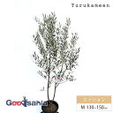 鶴亀園 オリーブの木 ミッション Medium (約130~150cm) ( オリーブ Mサイズ ミディアム 8号 観葉植物 鉢植え 苗木 庭木 植木 シンボル...