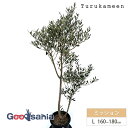 鶴亀園 オリーブの木 ミッション Large (約160~180cm) ( オリーブ Lサイズ ラージ 10号 観葉植物 鉢植え 苗木 庭木 植木 シンボルツリ...
