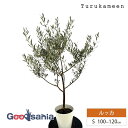 鶴亀園 オリーブの木 ルッカ Small (約100~120cm) ( オリーブ Sサイズ スモール 7号 観葉植物 鉢植え 苗木 庭木 植木 シンボルツリー ...