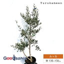 鶴亀園 オリーブの木 ルッカ Medium (約130~150cm) ( オリーブ Mサイズ ミディアム 8号 観葉植物 鉢植え 苗木 庭木 植木 シンボルツリ...