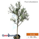 鶴亀園 オリーブの木 ルッカ Large (約160~180cm) ( オリーブ Lサイズ ラージ 10号 観葉植物 鉢植え 苗木 庭木 植木 シンボルツリー ...