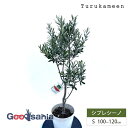 鶴亀園 オリーブの木 シプレシーノ Small (約100~120cm) ( オリーブ Sサイズ スモール 7号 観葉植物 鉢植え 苗木 庭木 植木 シンボルツ...