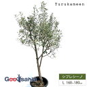 鶴亀園 オリーブの木 シプレシーノ Large (約160~180cm) ( オリーブ Lサイズ ラージ 10号 観葉植物 鉢植え 苗木 庭木 植木 シンボルツ...