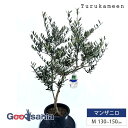 鶴亀園 オリーブの木 マンザニロ Medium (約130~150cm) ( オリーブ Mサイズ ミディアム 8号 観葉植物 鉢植え 苗木 庭木 植木 シンボル...