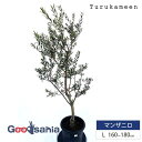 鶴亀園 オリーブの木 マンザニロ Large (約160~180cm) ( オリーブ Lサイズ ラージ 10号 観葉植物 鉢植え 苗木 庭木 植木 シンボルツリ...