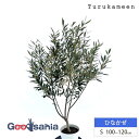 鶴亀園 オリーブの木 ひなかぜ Small (約100~120cm) ( オリーブ Sサイズ スモール 7号 観葉植物 鉢植え 苗木 庭木 植木 シンボルツリー...