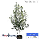 鶴亀園 オリーブの木 ひなかぜ Medium (約130~150cm) ( オリーブ Mサイズ ミディアム 8号 観葉植物 鉢植え 苗木 庭木 植木 シンボルツ...