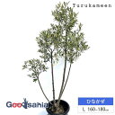 鶴亀園 オリーブの木 ひなかぜ Large (約160~180cm) ( オリーブ Lサイズ ラージ 10号 観葉植物 鉢植え 苗木 庭木 植木 シンボルツリー...