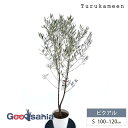 鶴亀園 オリーブの木 ピクアル Small (約100~120cm) ( オリーブ Sサイズ スモール 7号 観葉植物 鉢植え 苗木 庭木 植木 シンボルツリー...