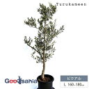 鶴亀園 オリーブの木 ピクアル Large (約160~180cm) ( オリーブ Lサイズ ラージ 10号 観葉植物 鉢植え 苗木 庭木 植木 シンボルツリー...