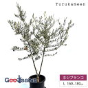 鶴亀園 オリーブの木 ホジブランコ Large (約160~180cm) ( オリーブ Lサイズ ラージ 10号 観葉植物 鉢植え 苗木 庭木 植木 シンボルツ...
