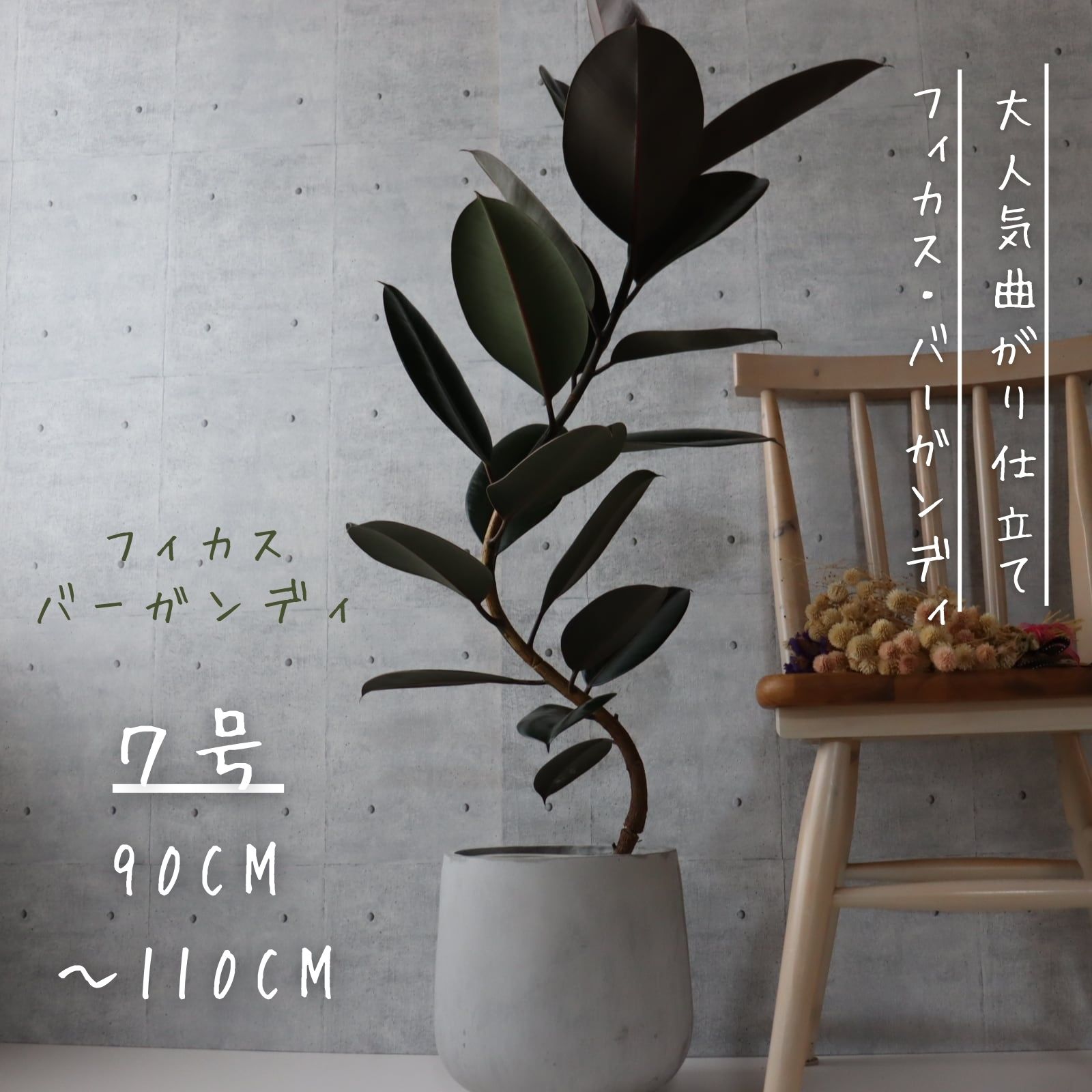 【鹿児島県指宿産】 フィカス バーガンディ 曲がり 仕立て 7号 8号　クロゴム ゴムの木 お祝い ギフト 開店祝い ラッピング 無料 観葉植物 プレゼント お中元 お歳暮 熱帯植物 バーガンディー 黒ゴム 選べる 螺旋仕立て S字仕立てのサムネイル