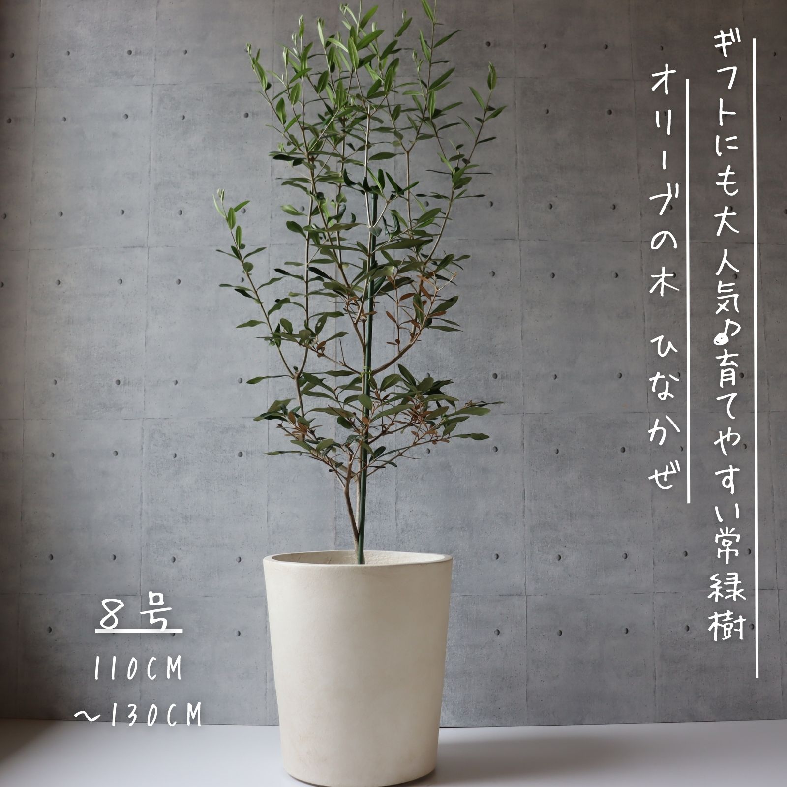 楽天市場】オリーブの木(高さ(植物)71 ~ 130.9cm)(観葉 楽天市場】オリーブの木(高さ(植物)71 ~ 130.9cm)(観葉